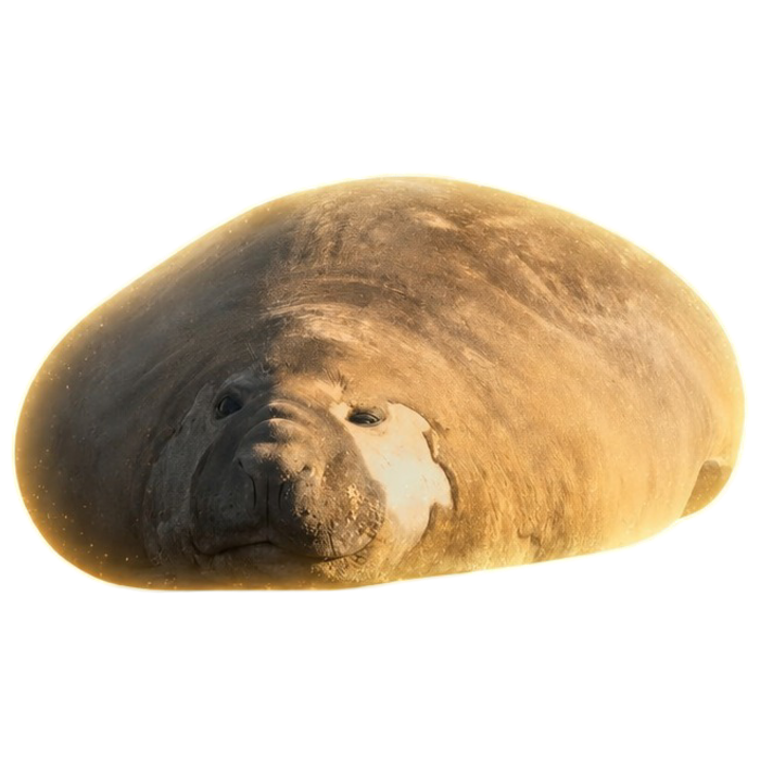 Neil the Seal